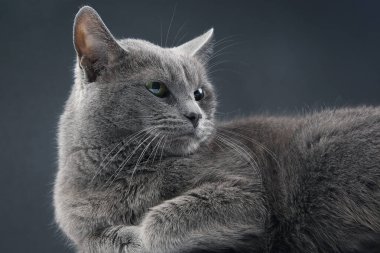 Gri arka planda güzel gri bir kedinin stüdyo portresi
