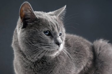 Gri arka planda güzel gri bir kedinin stüdyo portresi