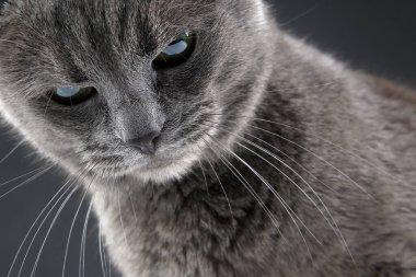 Gri arka planda güzel gri bir kedinin stüdyo portresi