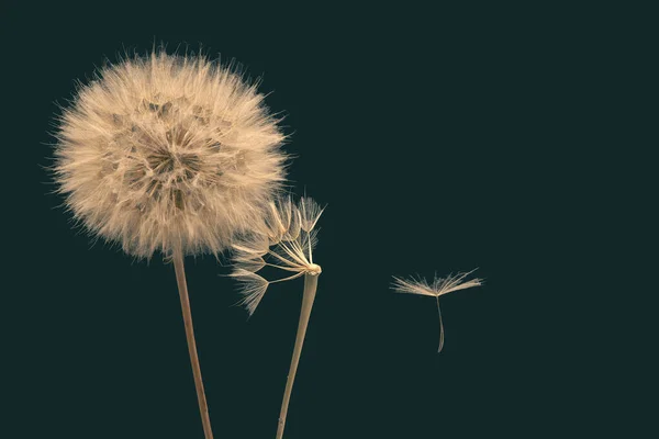 Graines Pissenlit Volant Côté Une Fleur Sur Fond Sombre — Photo