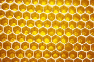 Bal peteğinde taze arı balı, yakın planda. Doğal yiyecekler vitamini. doku ve arkaplan