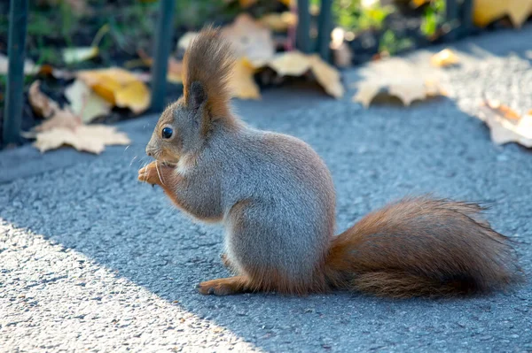 Mignon Écureuil Assis Sur Route Dans Par — Photo