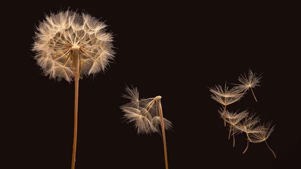 暗い背景の花の隣を飛ぶタンポポの種 — ストック写真