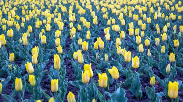 Grand Champ Tulipes Jaunes Fleurs Fleurs Botanique — Photo