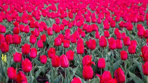 Grand Champ Tulipes Rouges Fleurs Fleurs Botanique — Photo