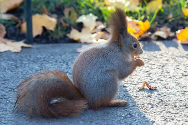 Mignon Écureuil Assis Sur Route Dans Parc — Photo