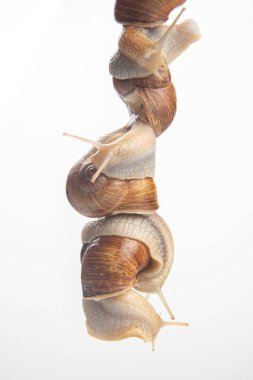 Helix pomatia. Salyangozlar birbirlerini enayilerle tutarlar. Hayvanlar aleminde romantizm ve ilişkiler. Yumuşakça ve omurgasız. Lezzetli et ve gurme yemekleri.