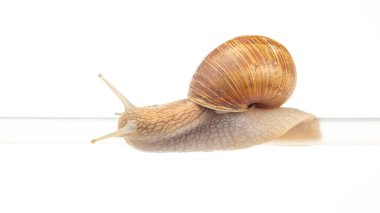 Helix pomatia. Salyangozlar plastik tüpten sarkıyor. Yumuşakça ve omurgasız. Lezzetli et ve gurme yemekleri..