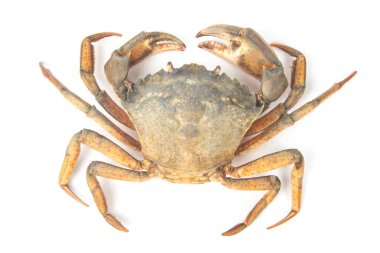 Beyaz arkaplanda sarı deniz yengeci