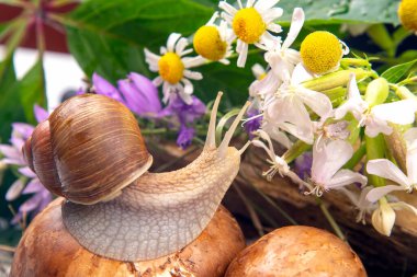 Üzüm salyangozu aktif olarak doğada sürünüyor. Yumuşakça ve omurgasız. Lezzetli et ve gurme yemekleri..
