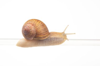 Helix pomatia. Salyangozlar plastik tüpten sarkıyor. Yumuşakça ve omurgasız. Lezzetli et ve gurme yemekleri..