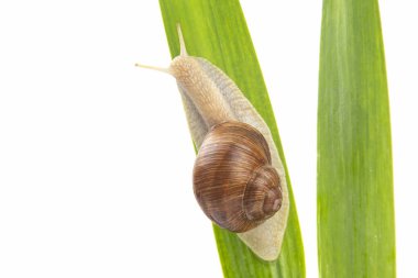 Üzüm salyangozu yeşil yapraklarda sürünüyor. Yumuşakça ve omurgasız. Lezzetli et ve gurme yemeği. Rahatlama