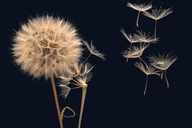 Karahindiba tohumları rüzgarda çiçeklerden uçar.