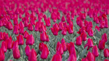 Çiçek açan büyük kırmızı laleler. çiçekler ve botanik