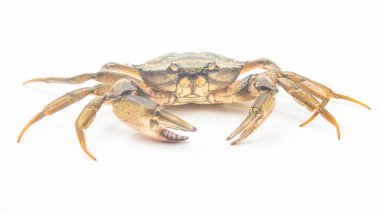 Beyaz arkaplanda sarı deniz yengeci