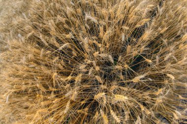 Buğdayla yetişen tarlalar. Agronomi ve tarım. Gıda endüstrisi.