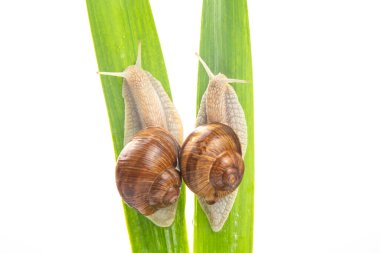 Helix pomatia. Üzüm salyangozu yeşil yapraklarda sürünüyor. Yumuşakça ve omurgasız. Lezzetli et ve gurme yemeği. Rahatlama