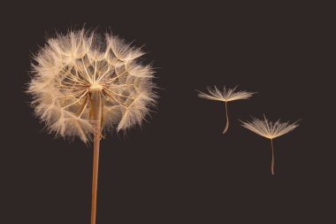 Karahindiba tohumları koyu arkaplanda bir çiçeğin yanında uçuyor.