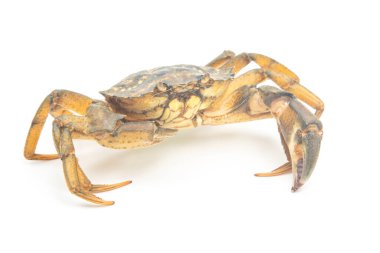 Beyaz sırtlı sarı deniz yengeci