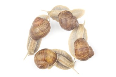 Helix pomatia. Beyaz arka planda üzüm salyangozu. Yumuşakça ve omurgasız. Gurme protein et yemeği. Toplumun bireysel iletişimi