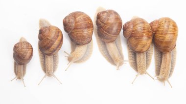 Helix pomatia. Beyaz arka planda üzüm salyangozu. Yumuşakça ve omurgasız. Gurme protein et yemeği. Toplumda bireyin iletişimi