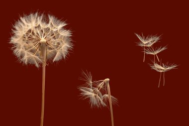 Kuru karahindiba tohumları çiçekten uzağa uçar.