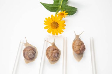 Helix pomatia. Salyangozlar sarı çiçeğe ulaşmak için yarışıyorlar. Yumuşakça ve omurgasız. Lezzetli et ve gurme yemekleri..