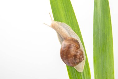 Helix pomatia. Üzüm salyangozu yeşil yapraklarda sürünüyor. Yumuşakça ve omurgasız. Lezzetli et ve gurme yemeği. Rahatlama
