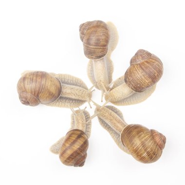 Helix pomatia. Beyaz arka planda üzüm salyangozu. Yumuşakça ve omurgasız. Gurme protein et yemeği. Toplumun bireysel iletişimi