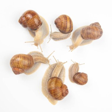 Helix pomatia. Beyaz arka planda üzüm salyangozu. Yumuşakça ve omurgasız. Gurme protein et yemeği. Toplumun bireysel iletişimi