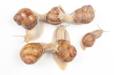 Helix pomatia. Beyaz arka planda üzüm salyangozu. Yumuşakça ve omurgasız. Gurme protein et yemeği. Toplumun bireysel iletişimi