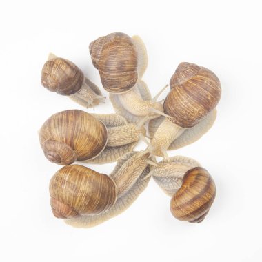 Helix pomatia. Beyaz arka planda üzüm salyangozu. Yumuşakça ve omurgasız. Gurme protein et yemeği. Toplumun bireysel iletişimi