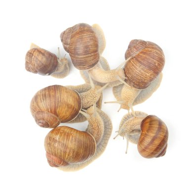 Helix pomatia. Beyaz arka planda üzüm salyangozu. Yumuşakça ve omurgasız. Gurme protein et yemeği. Toplumun bireysel iletişimi