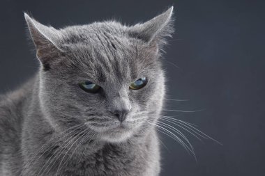 Koyu arkaplanda güzel gri bir kedinin stüdyo portresi. Evcil memeli hayvan avcısı.