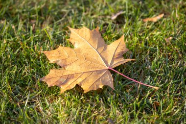 Ağaçlardan düşen yapraklar Sonbahar yaprakları yeşil çimlerde