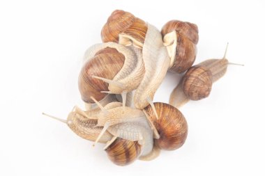 Helix pomatia. Beyaz arka planda üzüm salyangozu. Yumuşakça ve omurgasız. Gurme protein et yemeği. Toplumun bireysel iletişimi