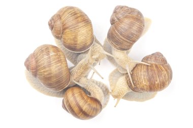 Helix pomatia. Beyaz arka planda üzüm salyangozu. Yumuşakça ve omurgasız. Gurme protein et yemeği. Toplumun bireysel iletişimi