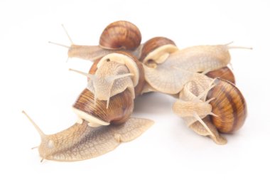 Helix pomatia. Beyaz arka planda üzüm salyangozu. Yumuşakça ve omurgasız. Gurme protein et yemeği. Toplumun bireysel iletişimi
