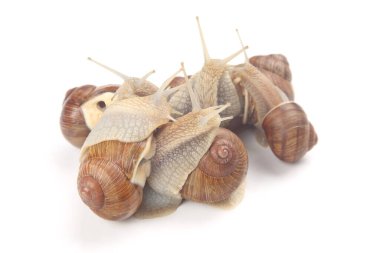 Beyaz arka planda üzüm salyangozu. Yumuşakça ve omurgasız. Toplumun bireysel iletişimi