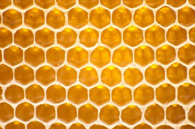 Taraklarda arı taze bal. arka plan ve doku. Doğal yiyecekler vitamini. arı işi ürünü