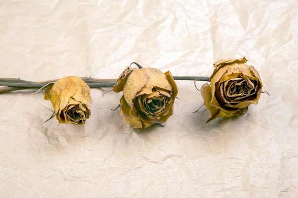 Три Сухие Розы Бумажном Фоне — стоковое фото