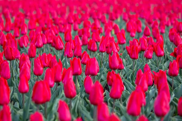 Gran Campo Tulipanes Rojos Florecientes Flores Botánica — Foto de Stock