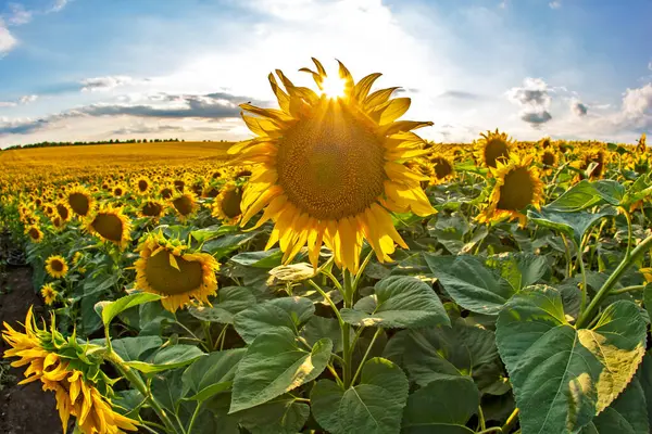 Large Field Blooming Sunflowers Sunlight Agronomy Agriculture Botany — Stock Photo, Image