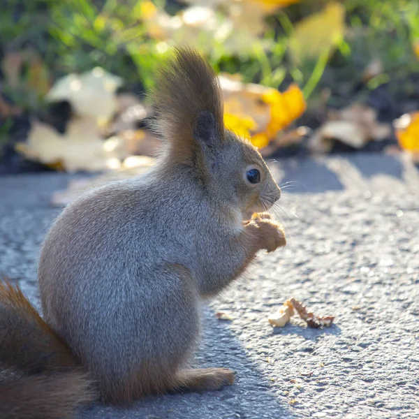 Mignon Écureuil Assis Sur Route Dans Parc — Photo