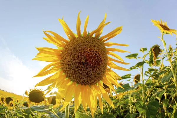 Large Field Blooming Sunflowers Sunlight Agronomy Agriculture Botany — Stock Photo, Image