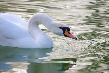 yüzen zarif beyaz kuğu gölette. Tüylü hayvanlar.