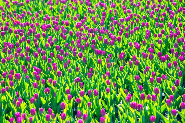 Duże Pole Kwitnących Fioletowych Tulipanów Kwiaty Botanika — Zdjęcie stockowe