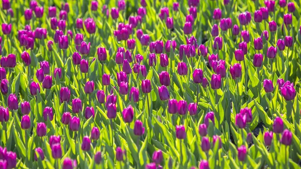 Grand Champ Tulipes Pourpres Fleurs Fleurs Botanique — Photo