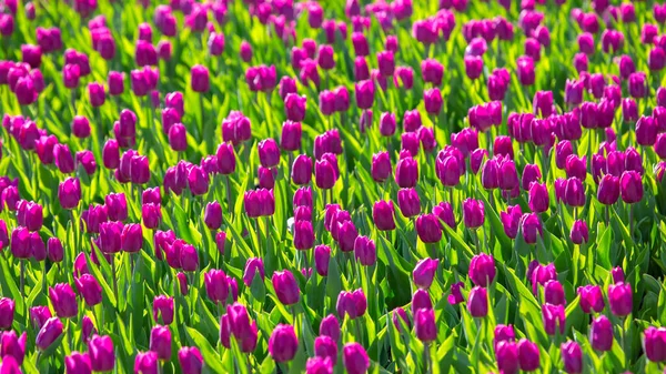 Grand Champ Tulipes Pourpres Fleurs Fleurs Botanique — Photo