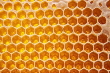 Taraklarda taze bal. Doğal gıda arka plan dokusu